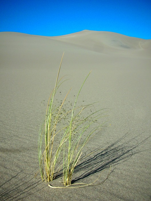 Life among the dunes in Colorado
